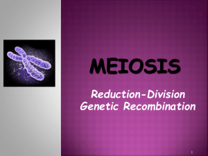 Meiosis - Biology Junction
