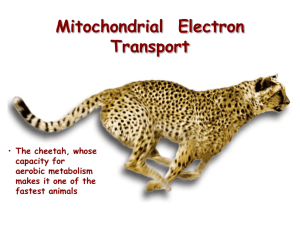 04. Biological oxidation. Energy metabolism