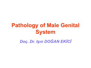 Pathology of Male Genital System