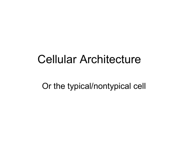 cellular-architecture