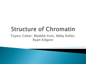 chromatin fiber