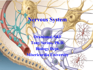 Nervous System - Misericordia University