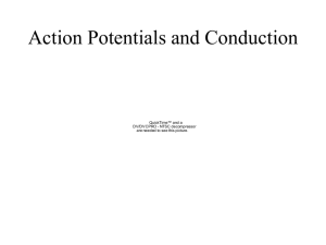 Action Potentials & Nerve Conduction