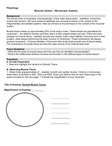 Physiology Muscular System – Microscopic Anatomy Background
