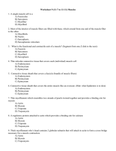 Worksheet 9 (11-7 to 11-11) Muscles 1. A single muscle cell is a A