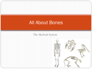 The Skeletal System - anatomygarciawestern