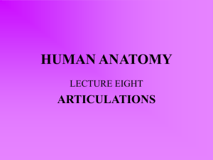 lecture eight – articulations