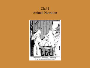 PowerPoint Presentation - Ch.41 Animal Nutrition