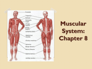 Muscular System - Avon Community School Corporation