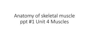 Anatomy of Muscles ppt 1 - Liberty Union High School District