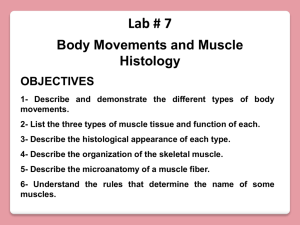 lab 7 body movements & muscle histology