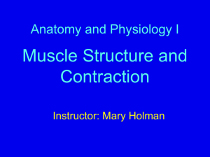 Muscle Structure and Contraction I Ppt.