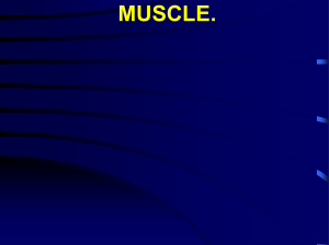 muscle - powerpoint