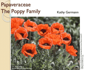 Papaveraceae The Poppy Family