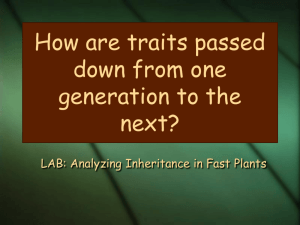 PPT How Traits are Passed on from One Generation.