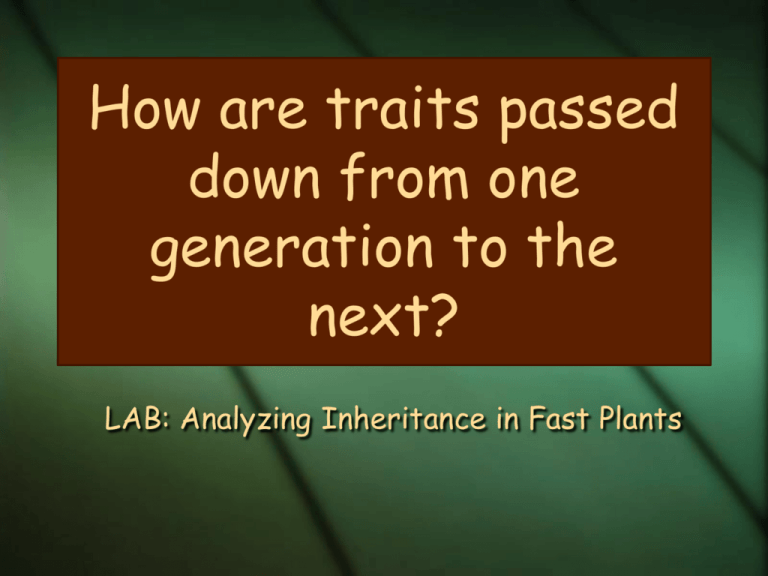 PPT How Traits Are Passed On From One Generation 