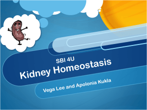 Kidney Homeostasis - vegalee