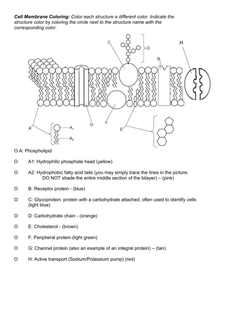 The Cell Membrane