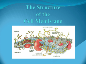 1.2 The Structure of the Cell Membrane