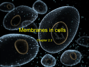 Membranes in cells