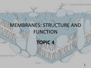 membranes: structure and function