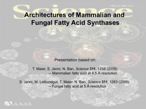 Architectures of Mammalian and Fungal Fatty Acid Synthases