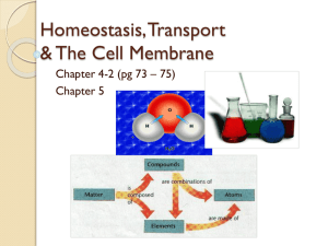 Homeostasis, Transport & The Cell Membrane