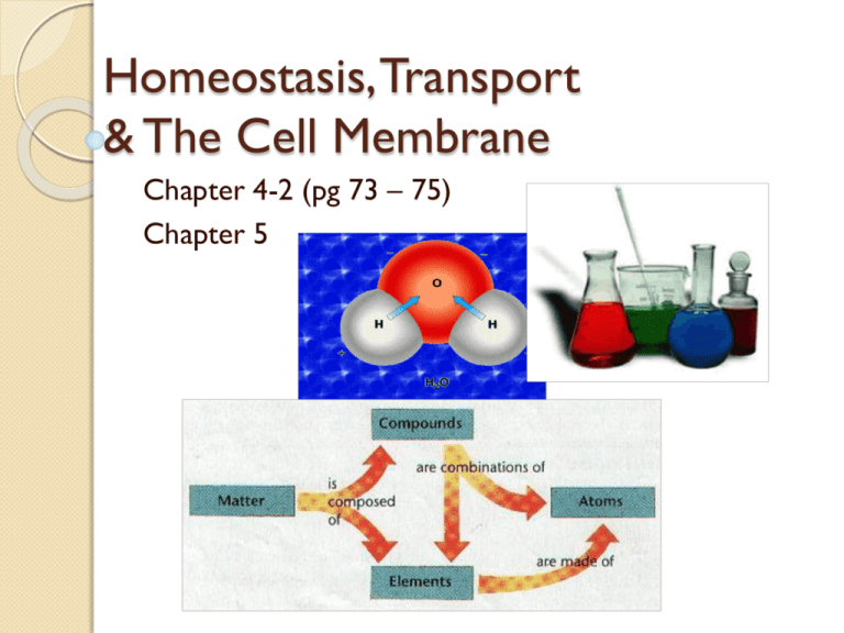 Homeostasis And Transport Concept Map 
