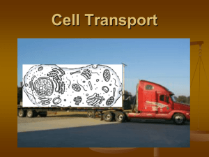 Cell Transport Reg bio 2011