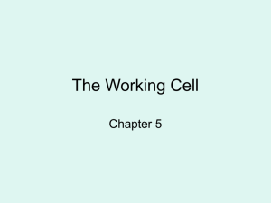 5 MCCC Bio 120 ch 5 The working cell