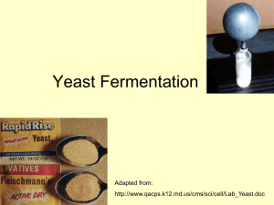 Yeast Fermentation