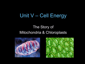 Unit 5 Cell Energy