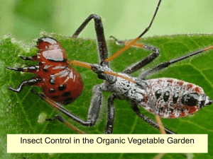 Insect Control in Organic Vegetable Gardens