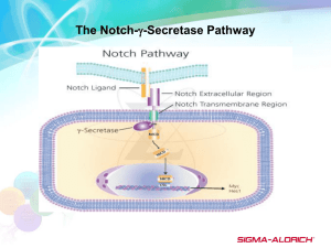 Notch pathway - Sigma