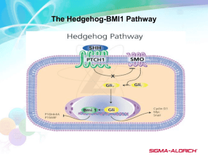 Hedgehog pathway (878 KB ) - Sigma