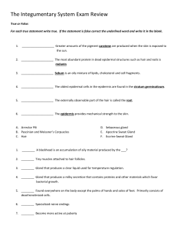 4: The Anatomy and Physiology/Skin Worksheet