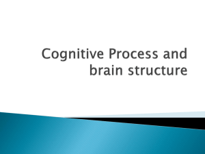 Cognitive Process and brain structure