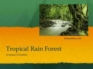 Tropical rain forest - 19-023