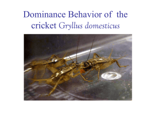 Investigating dominance hierarchies in crickets