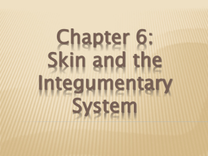 Chapter 6: Skin and the Integumentary System