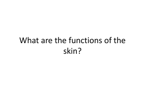 Derivatives of the Skin