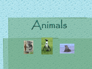 Animals - msdwebsites