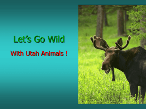 Utah Animals
