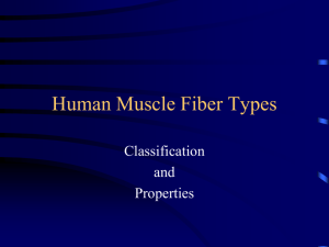 Human Muscle Fiber Types