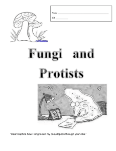 Fungi and Protists