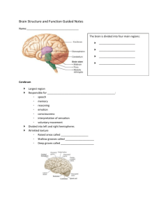 Brain Structure and Function Guided Notes Name: The brain is