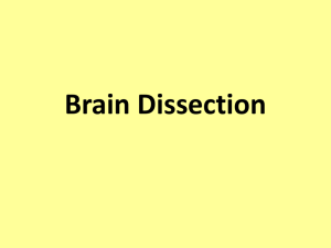 Brain dissection