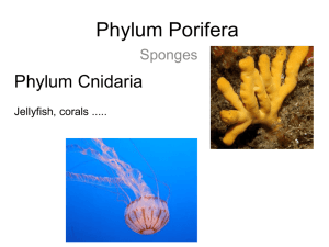 Phylum Porifera PowerPoint