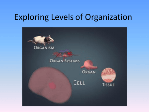 Exploring Levels of Organization PPT