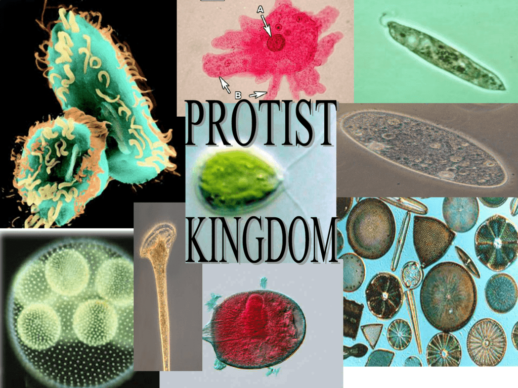 Kingdom Protista Types Of Protists Examples Classific - vrogue.co